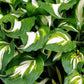 Variegated Hosta Plant