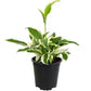 Variegated Hosta Plant