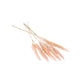 Slim pink, pompous grass. 6 steams