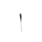 Slim aqua , pampas grass. 6 steams